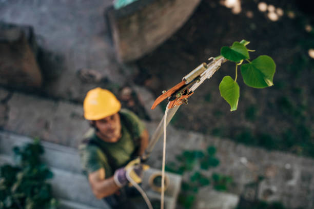 Dead Tree Removal in Barboursville, WV